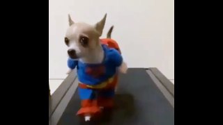 Small dog play superheroes - Funny Pet