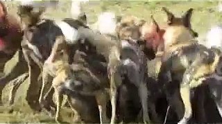 15 Wild Dogs Eating a Warthog Alive 2014 HD