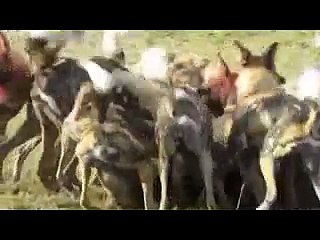 15 Wild Dogs Eating a Warthog Alive 2014 HD