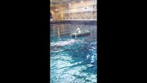 Behind the scene feeding of whale shark at the Georgia Aquarium