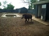 Tapir sprays urine in girls face at Twycross zoo