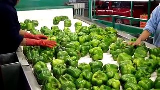 EMPAQUE PIMIENTO MORRÓN / BELL PEPPER PACKING