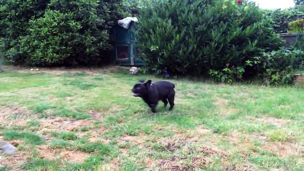 Leo the French bulldog running around like crazy :)