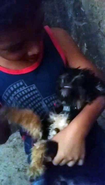 Deixa-o-cachorrinho-em-paiiis