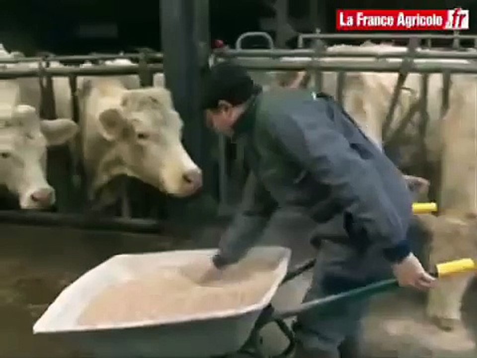 Bâtiment pour bovins : une fosse sous caillebotis pour gérer les effluents