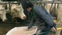 Bâtiment pour bovins : une fosse sous caillebotis pour gérer les effluents