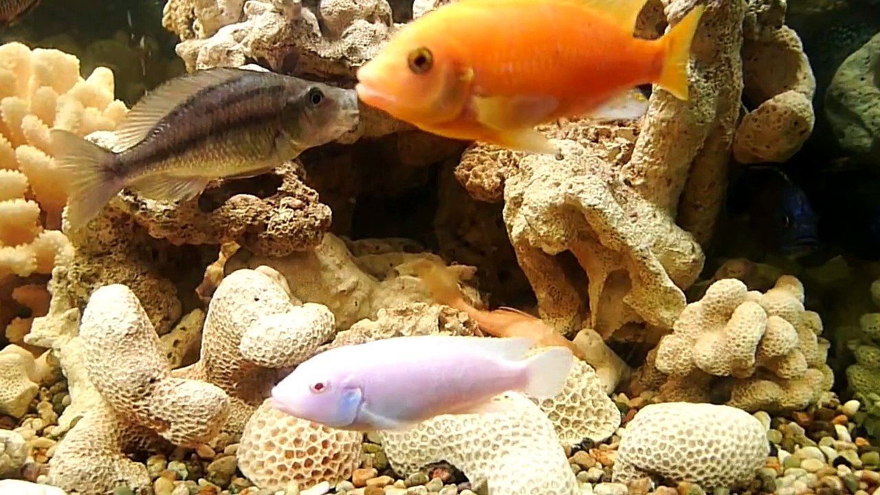 african + american cichlids  .mp4