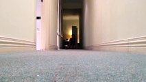 Dachshund puppy running in slow motion