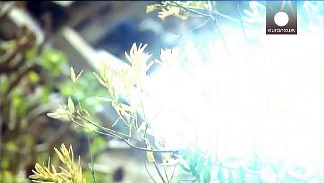 Korsika: 'Pflanzen-Killer' Xylella Fastidiosa breitet sich weiter aus