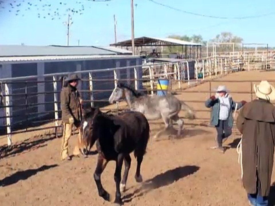 Brent Graef Horsemanship - Young Horse Handling Course
