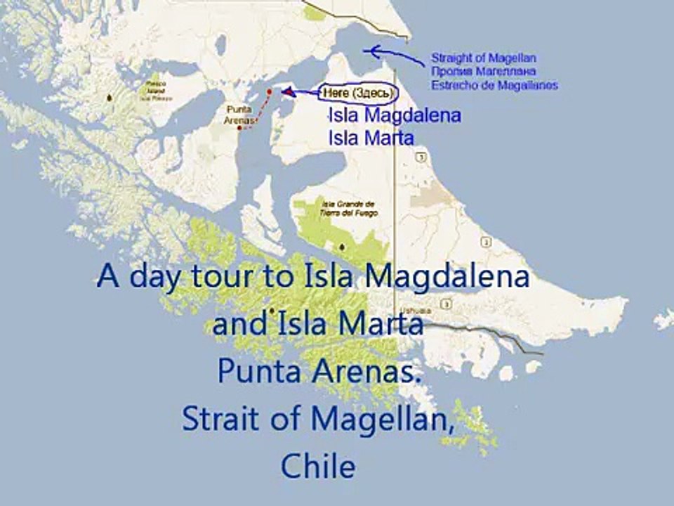 Los Pingüinos Natural Monument- Магелланов пингвин