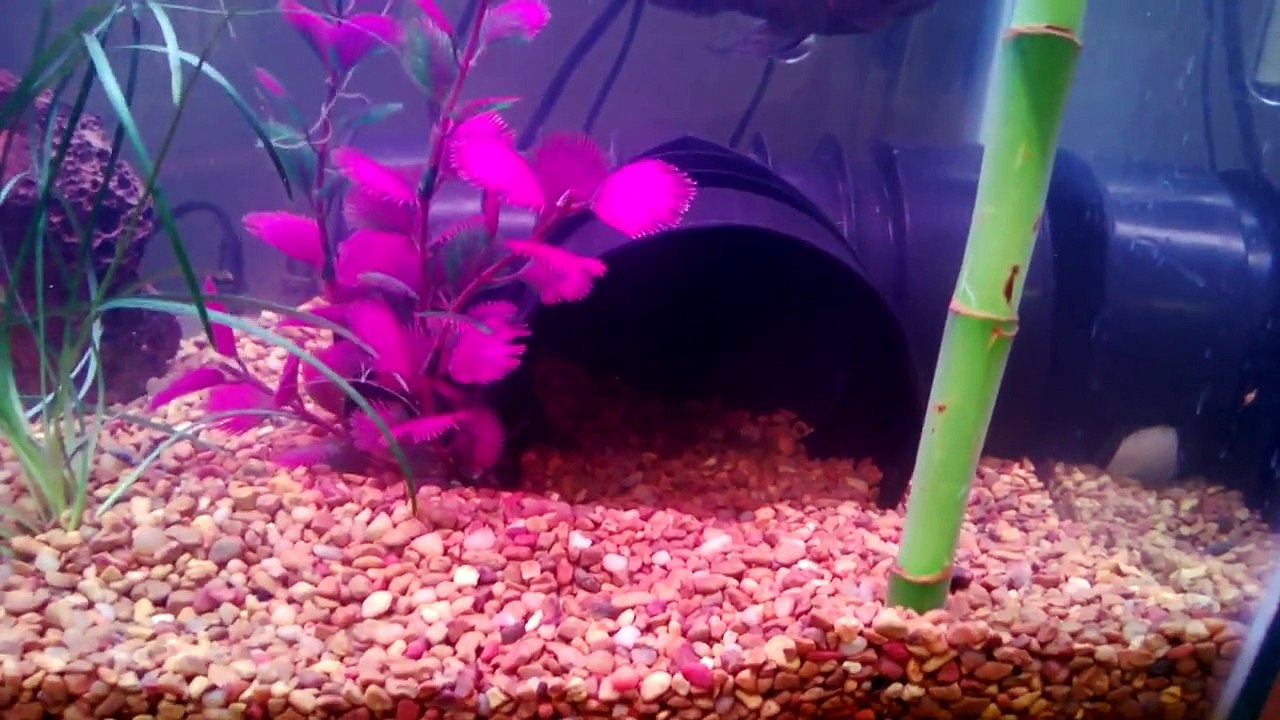 55 gallon oscar aquarium