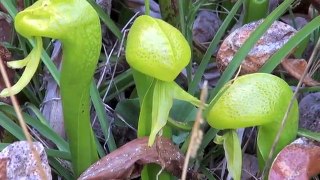 Cobra Lily / California Pitcher Plant, Darlingtonia californica