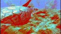 Virtual Dive: Hawksbill Seaturtle l www.AquaSportsInc.com l Scuba Diving l Florida l Fort Lauderdale