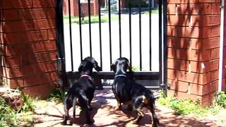 Harry and Ollie, our guard dogs!