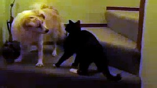 Cat Fights Dog
