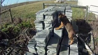 Detection Training Mal Puppy High Hide TRDX
