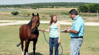 (Endorsed) Horse Hair Analysis - Get to the Root of the Problem