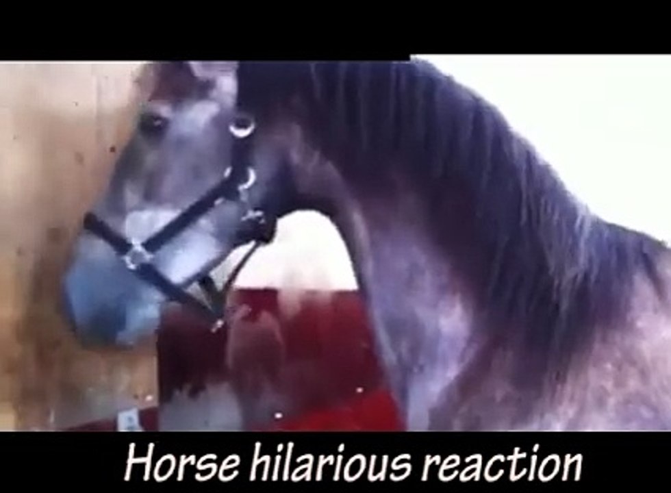 Horse hilarious reaction on watching him in mirror