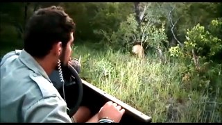 SafariLive, close encounter with Kunyuma Leopard