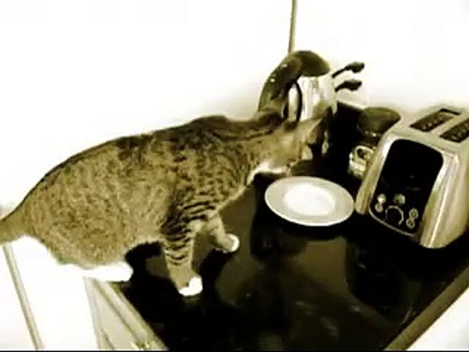 مضحكة قطة الصم