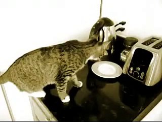 مضحكة قطة الصم