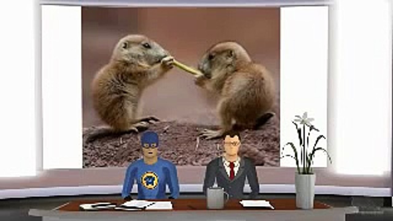 Prairie dogs belong to squirrel family-Prairie dogs live in groups