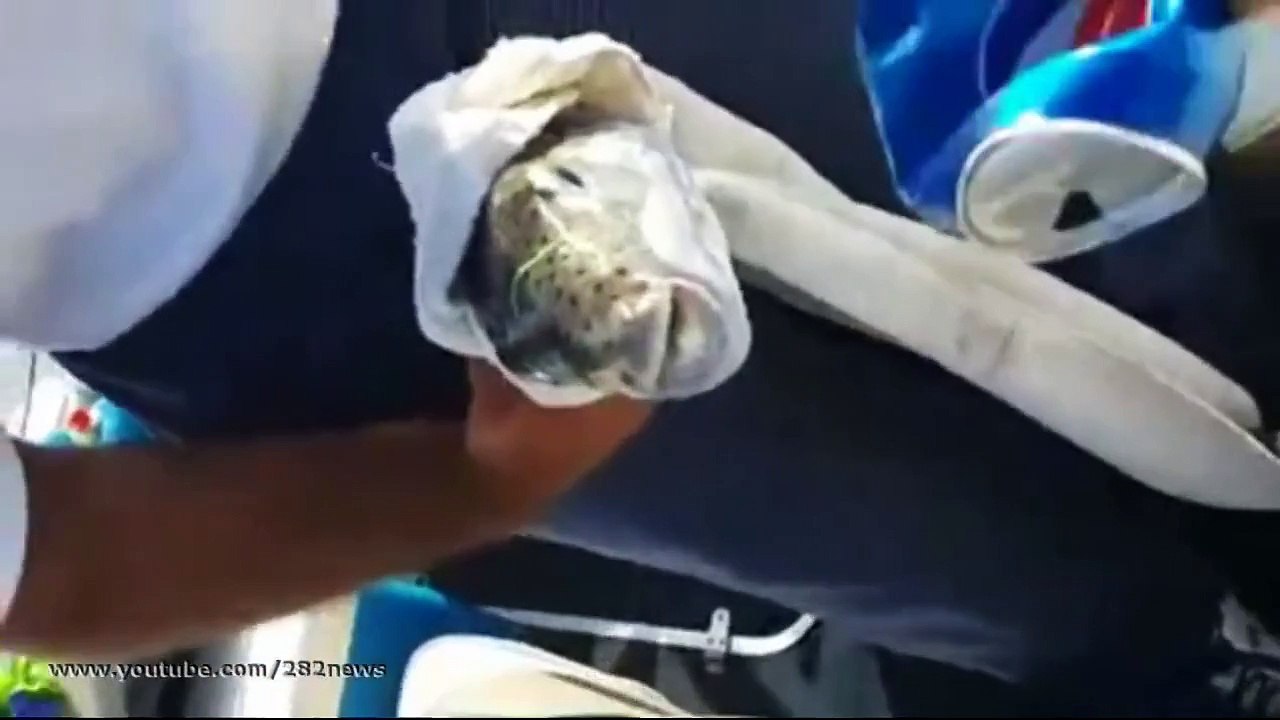 Жесткая Рыба  Amazing fish
