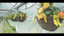 Hanging Baskets And Window Boxes Of Flowers At Blooming Baskets Ireland