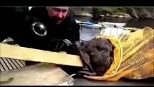 When Animals Attack