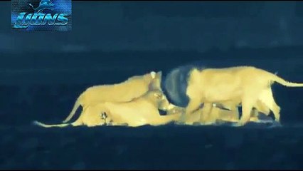 Lions ATTACK on ANIMALS at Night - Lion in Wild Life - Lion