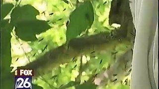 Gotcha Pest Control - DOG IS KILLED FROM BEE HIVE OVER A MILLION BEES STRONG!