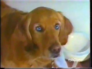 Woman transforms into a dog!