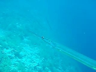 un poisson flûte bien curieux