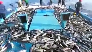 Mancing ikan ter cepat