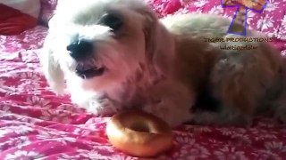 Funny mad dogs - Funny dog compilation
