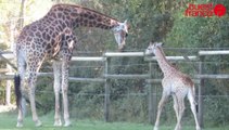 Les premiers pas du girafon Messa