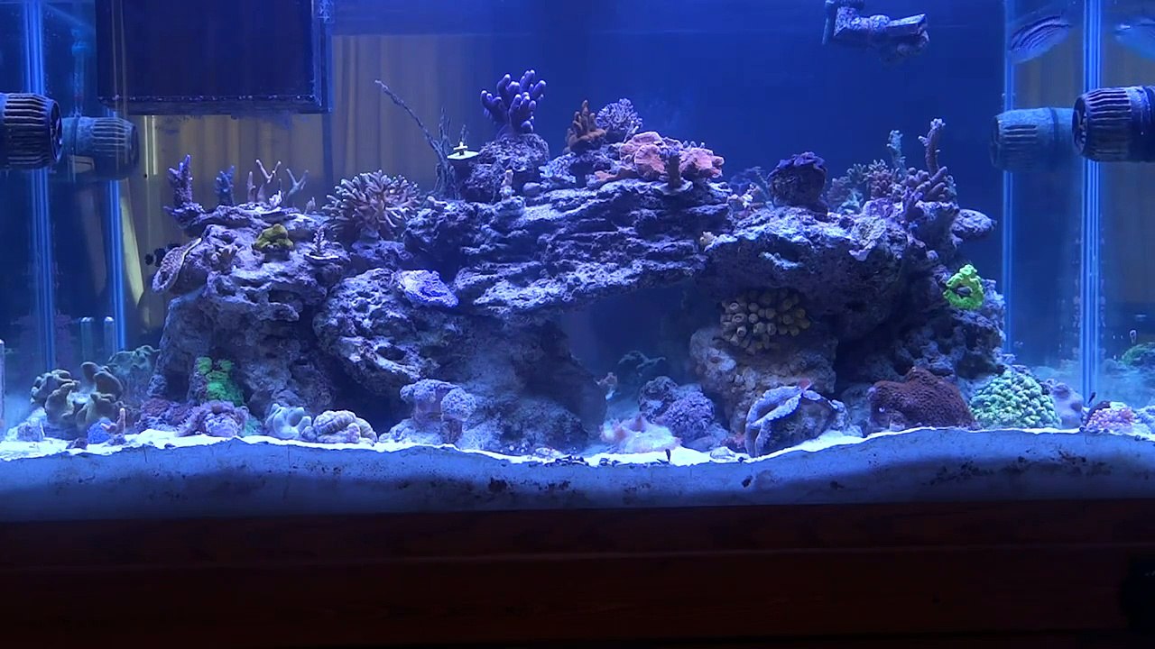 Update: 90 Gallon System...The Gobies are out...Hallelujah.