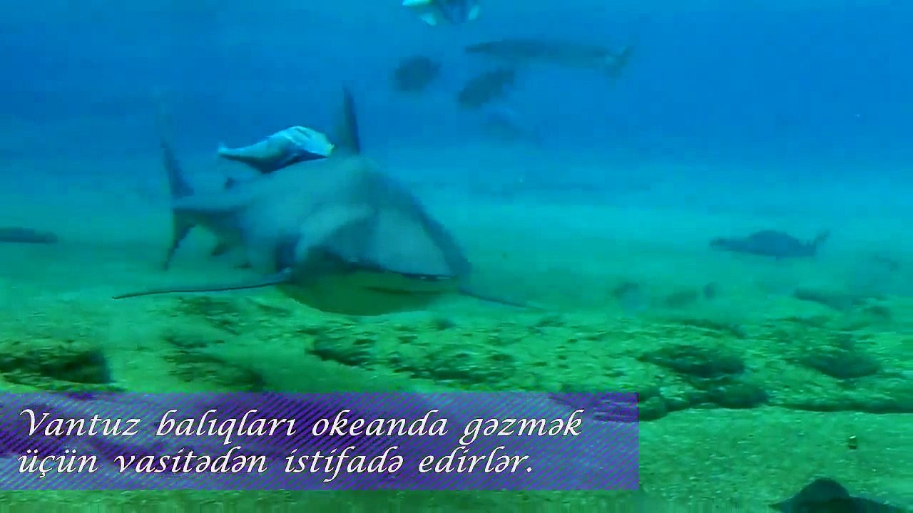 Vantuz balığı