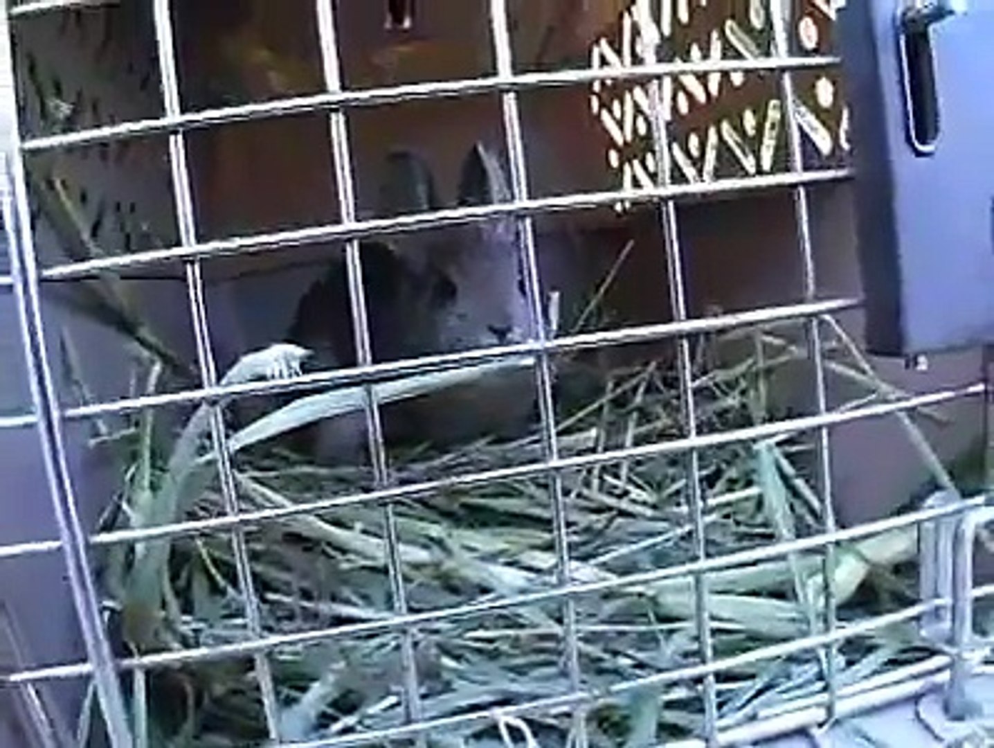 Pygmy Rabbits