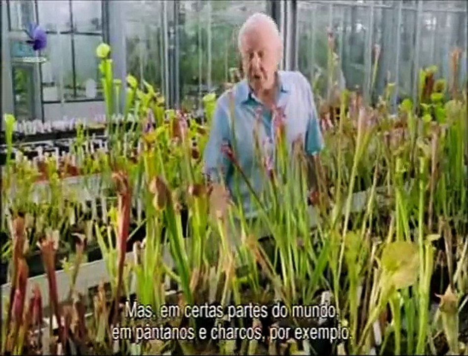 Kingdom of Plants (O Reino das Plantas) Episódio 2