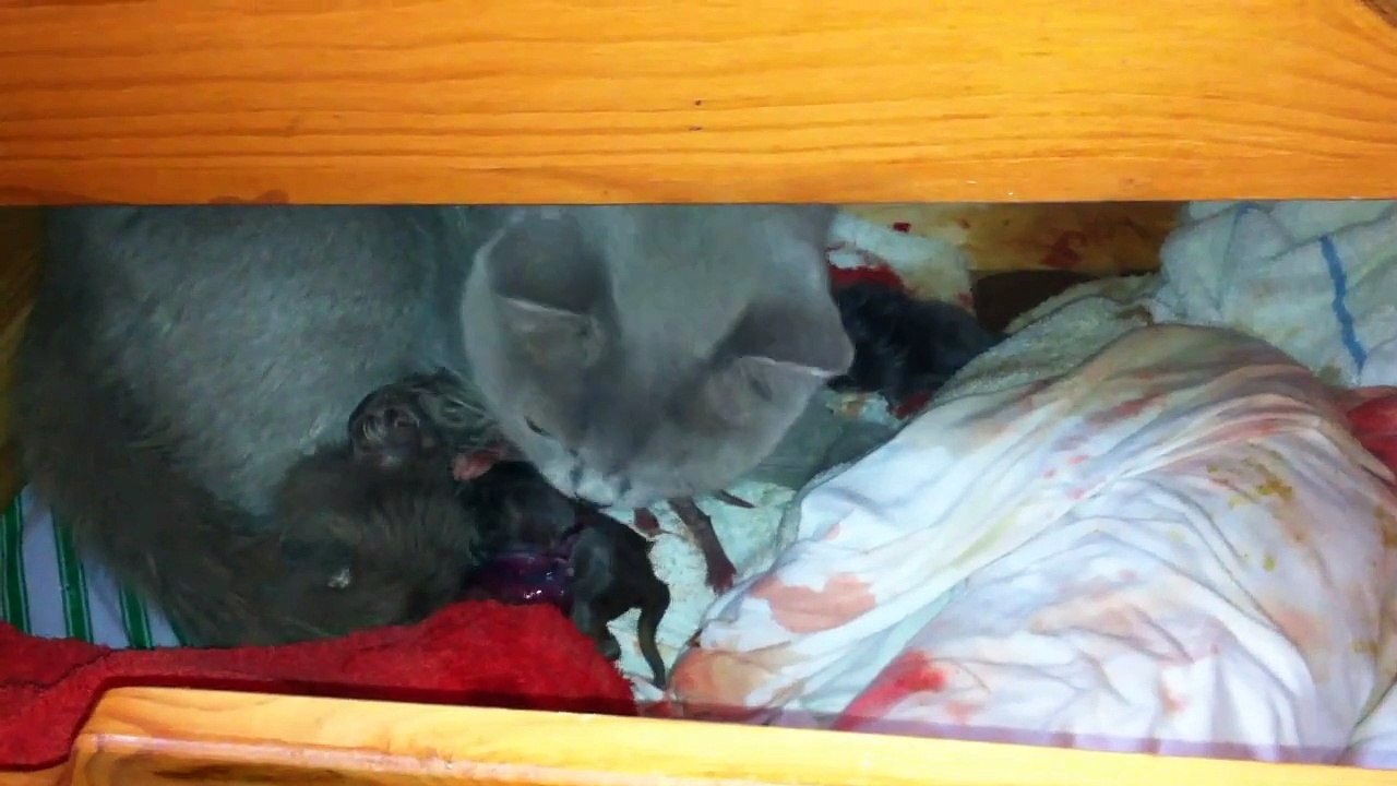 Kiras Katzennachwuchs - Britisch Kurzhaar - Bei der Geburt dabei - Teil 2