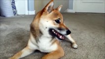 Shiba Inu Puppy - ShibAttack!