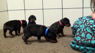 3 week old Doberman puppies bred for serious protection