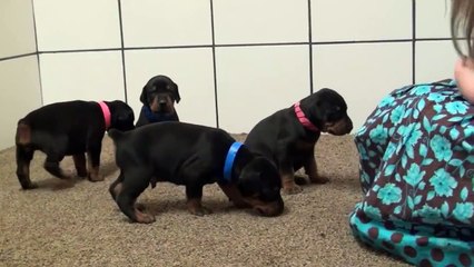 3 week old Doberman puppies bred for serious protection