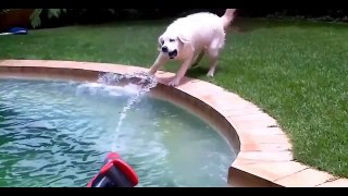 Funny Dogs - A Funny Dog Videos Compilation