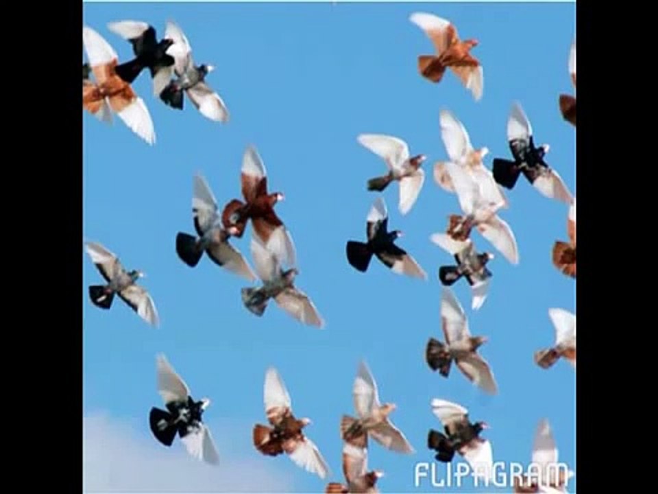 Inside my pigeon coop