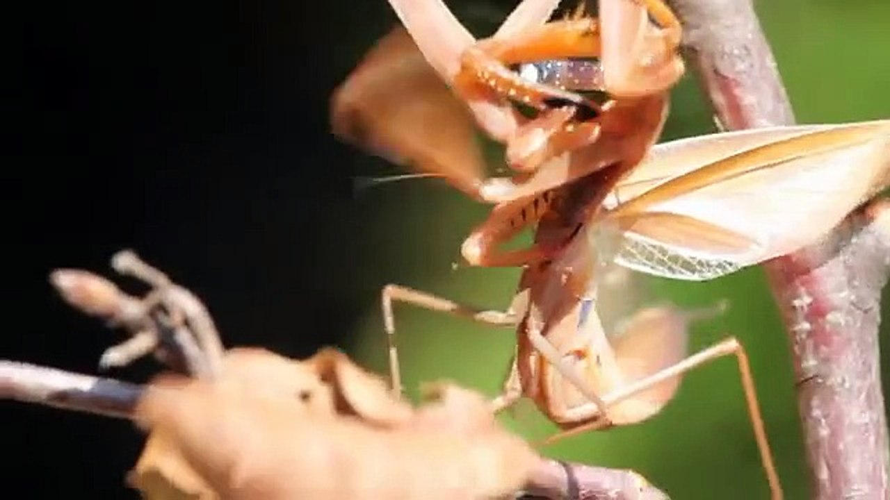 Mantis vs Mantis - Mortal combat caught on camera