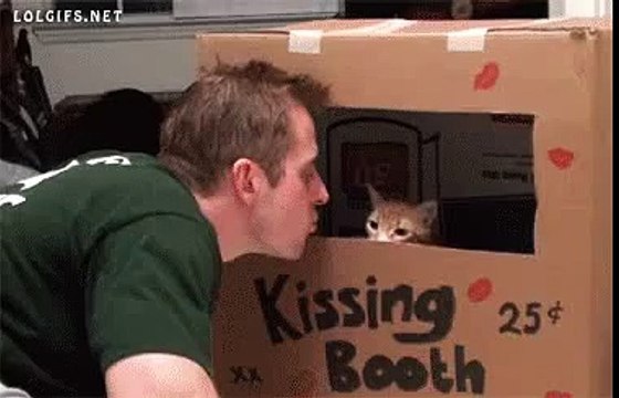 cat kisses human in kissing booth cute Clip