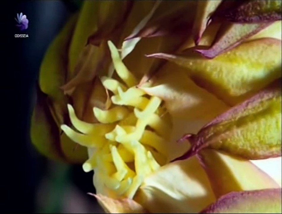 Kingdom of Plants (O Reino das Plantas) Episódio 3